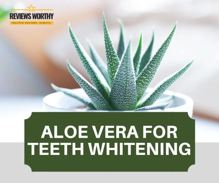 25872 aloe vera plant